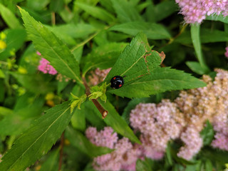 Little black beetle on the green leaf