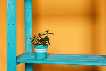 An aquamarine pot with small cute green Crassula ovata succulent aka money tree on a blue cyan wooden shelf and warm orange yellow background. A colorful photo with free blank copy space for text