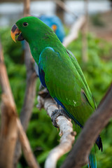 tropics, head, common pet, caribbean, full length, eclectus roratus, outdoor, jungle, australian bird, pretty, tropic, vivid, parrots, vibrant, tourism, forest, wild animal, outdoors, natural, beauty,