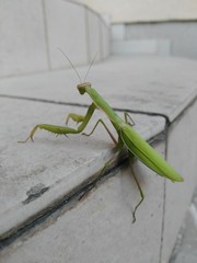 green praying mantis