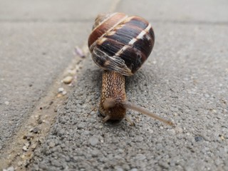 snail on the road