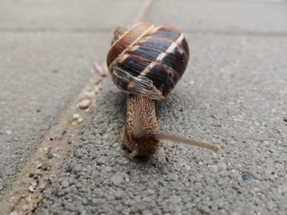 snail on the road