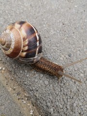 snail on the road