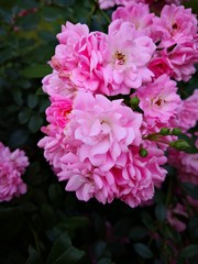 pink hydrangea flowers