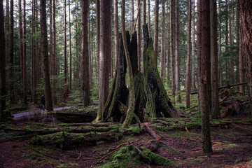 Dead tree stump in the forest of British Columbia covered with moss.