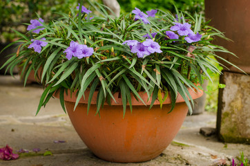 Beauty purple flowers in a pot 
