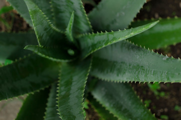 Closeup of cactus with big thorns