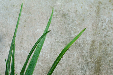 Aloe vera with a Wall background