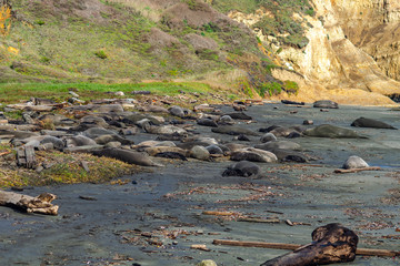 A group of elephant seals resting on Drakes Beach