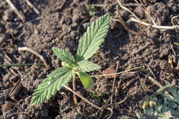 Small green sprout marijuana medicinal