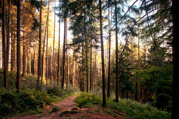Fototapeta premium morning in the forest