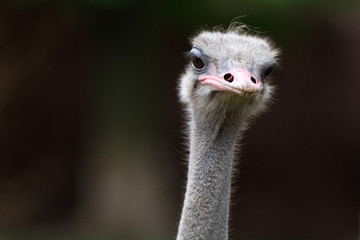 Staring Ostrich