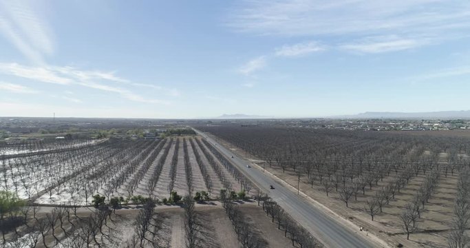 Establishing shot of Pecan Tree farms in southern United States