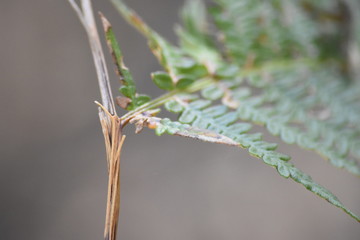 close up of a fern