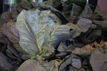 Fototapeta na wymiar A fresh ripe cabbage head. close up macro