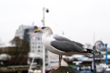 Möve Rostock