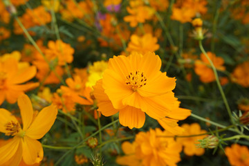 Yellow one cosmos flower field