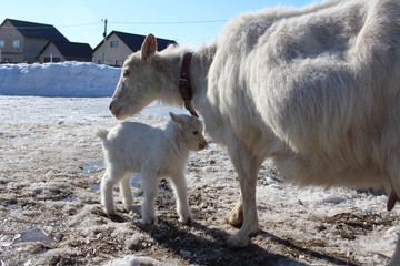 newborn white kid with mother goat baby animal on the farm