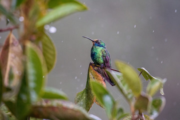 colibri bajo la lluvia © Pablo Villota