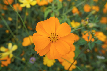 Yellow cosmos flower field