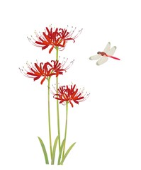 彼岸花とトンボ © Umi