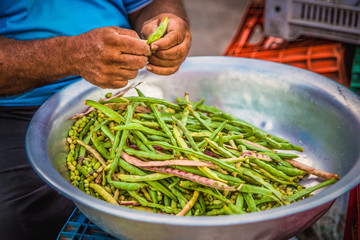 hands threshing green beans in aluminum bowl