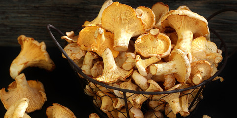 organic chanterelle mushrooms in an iron basket. copy space