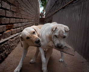 Obraz premium MyDogs2