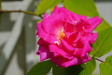 Fragrant pink blooms of the heirloom Zephirine Drouhin climbing rose