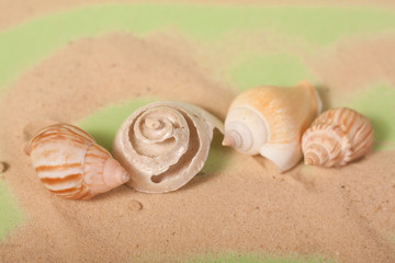sea shells on a green background