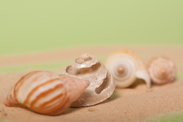sea shells on a green background