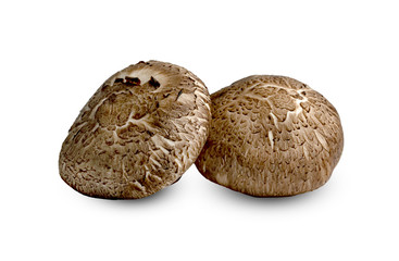 Shiitake Mushrooms isolated on white background