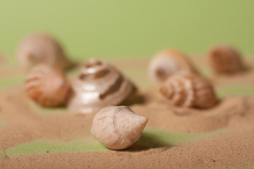 sea shells on a green background