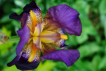 Purple and yellow bearded iris flower in bloom © eqroy
