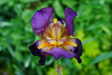 Purple and yellow bearded iris flower in bloom © eqroy