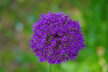 Purple globe allium flower in the spring