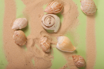sea shells on a green background