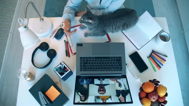 A lady is stroking a cat during an online conference in a top view. Meeting online, remote work using videocall.