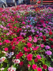 flowers in the garden