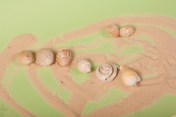 sea shells on a green background