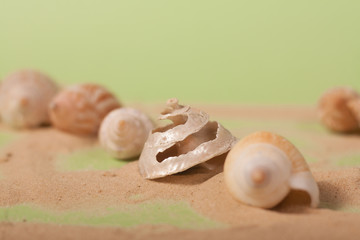 sea shells on a green background