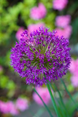 Purple globe allium flower in the spring
