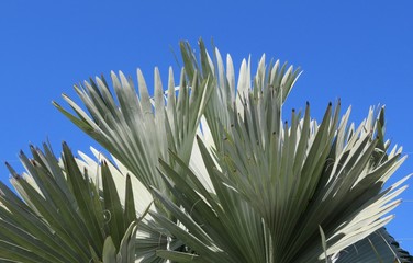 Palm tree branches on blue sky background in Florida nature