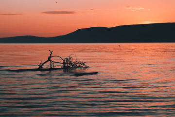 orange sky at sunset is reflected in the sea and dried tree in the sea
