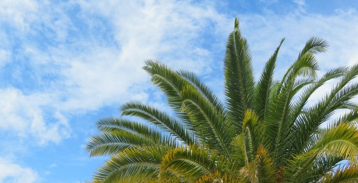 Beautiful palm tree top on blue sky background in Florida nature