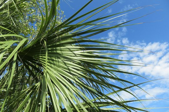 Palm Tree Branch Against Blue Sky In Florida Nature