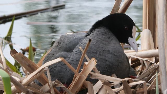 black water chicken on a nest with chicks 2020 coot