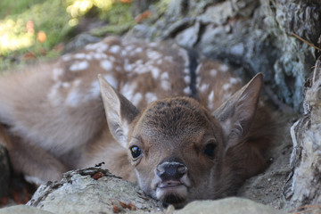 The fawn and the ant (neer by the fawn's right eye ther is a little ant looking at it...)