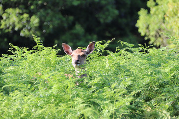 Obraz premium Fallow deer having a look out of the bracken