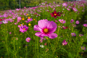 purple cosmos flower field